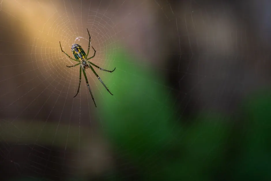 Detailed close-up of a spider on a delicate web, illuminated by natural light against a blurred green background.